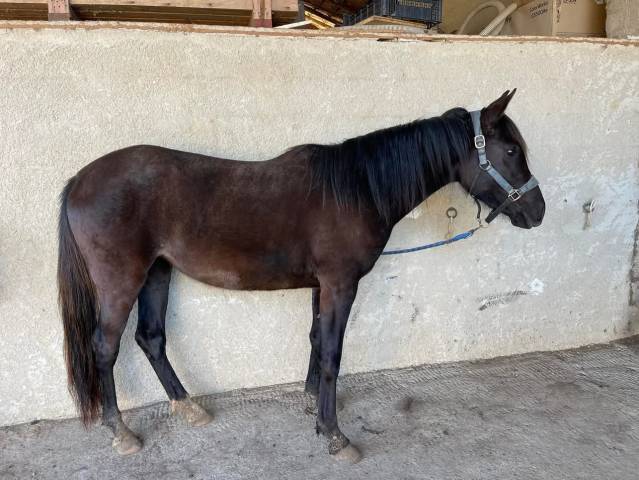 pouliche 3 ans noire