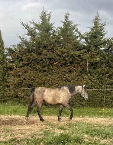 pouliche 3 ans iberique grise