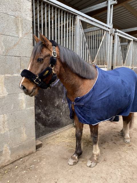 Poney C à vendre 