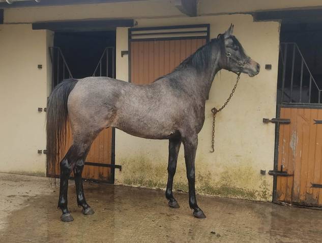 Magnifique Pur Sang Arabe 3 ans