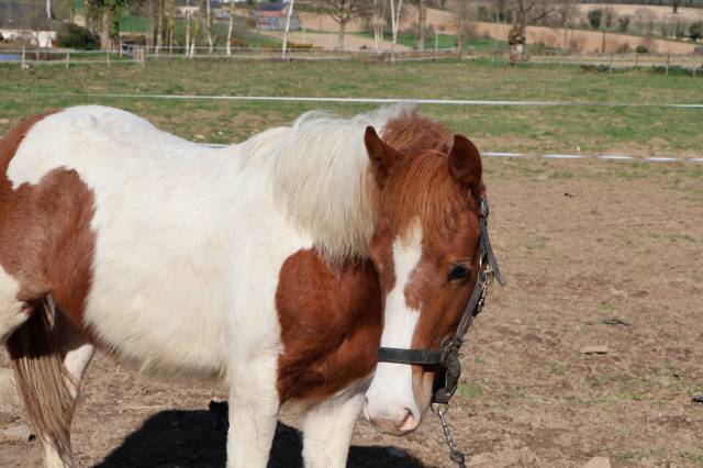 Magnifique poney pie
