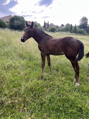 Poulain sport par DIARADO x BALOUBET DU ROUET