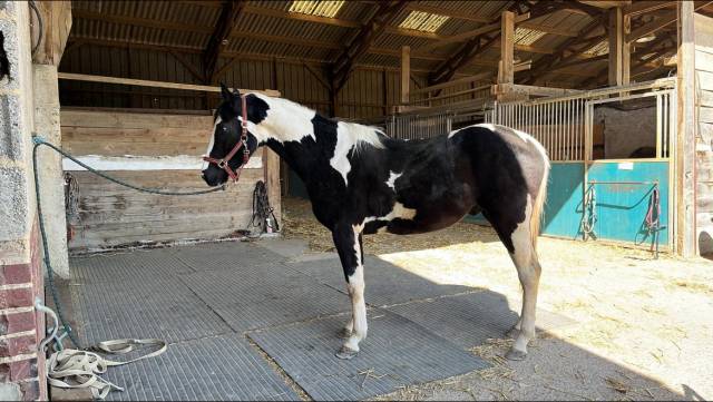 Cheval Paint horse pp 3 ans 