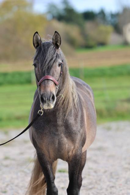 étalon Pure race espagnole Apto, excellentes origines