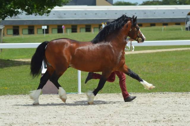 Poulain welsh type cob 