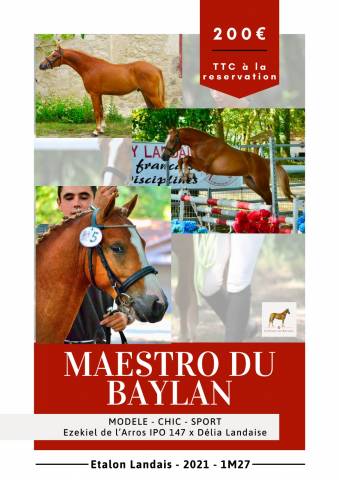 Saillie étalon Poney Landais 
