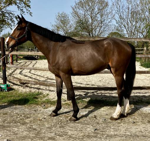 Selle français 4ans 