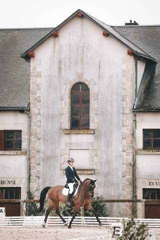 ⭐️Joli hongre KWPN par Everdale/Gribaldi⭐️