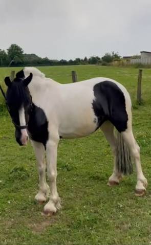 Poney