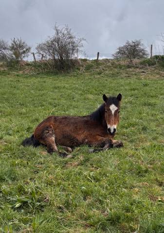 Poulain Cheval de Race Auvergne PP