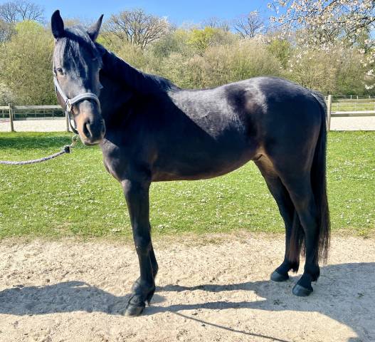 Hongre noir 4 ans 