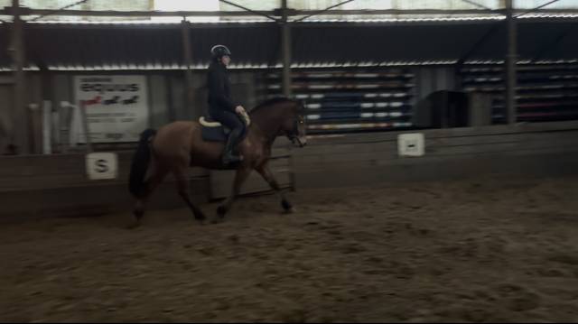 Franche montagne x New forest