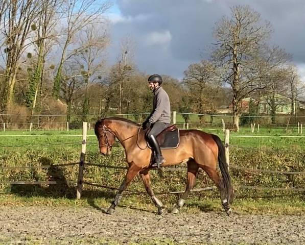 jument selle français 5 ans 