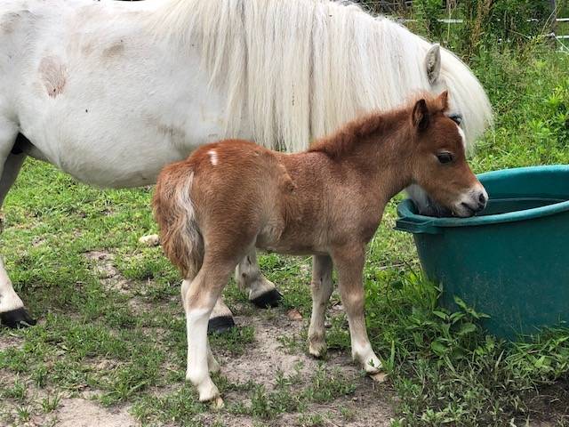 Ponette type shetland