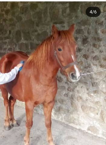 Ponette 
