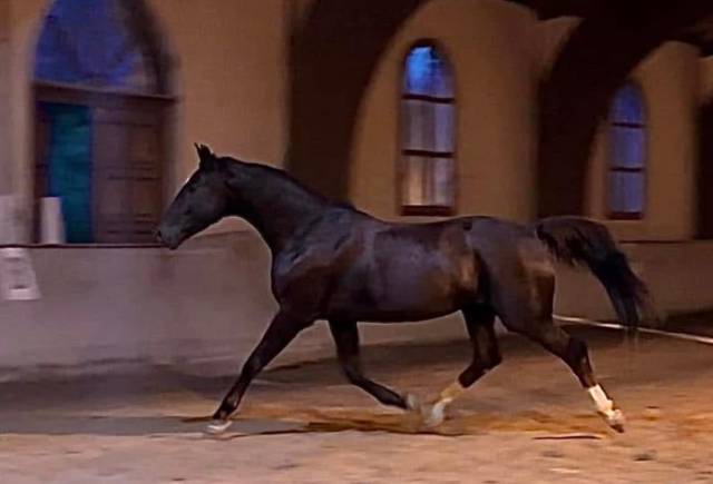 Cheval de dressage Oldenburg de 14 ans