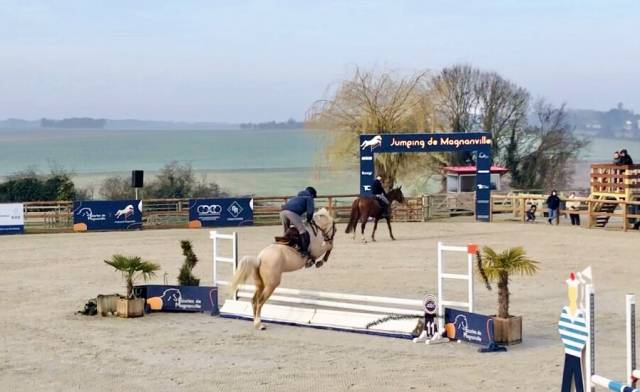 Hongre Selle Français palomino par Qlassic Bois Margot