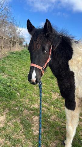 Pouliche Paint horse