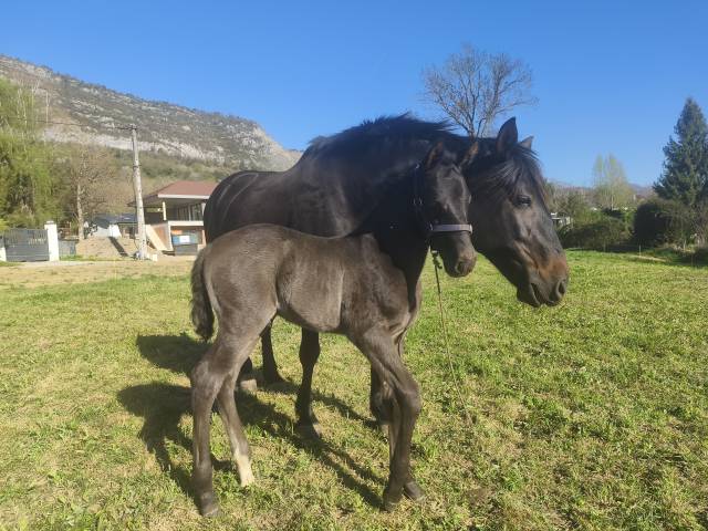 Poulain PRE PP