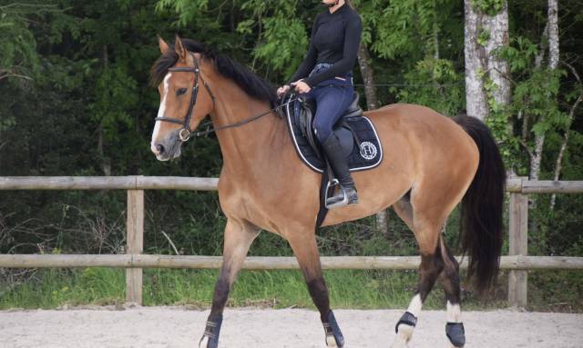 Jument de sport SF
