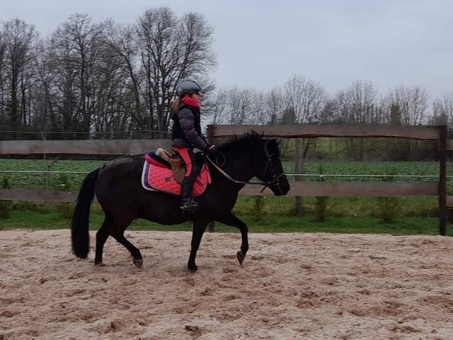 Ponette B tout niveau 