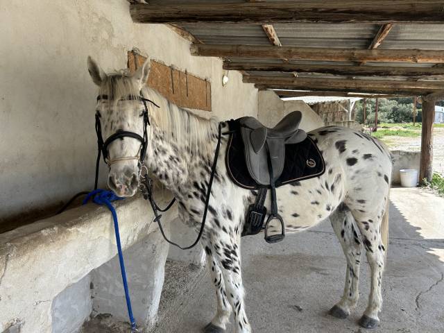 À VENDRE – Superbe Appaloosa de 5 ans – Pure Race