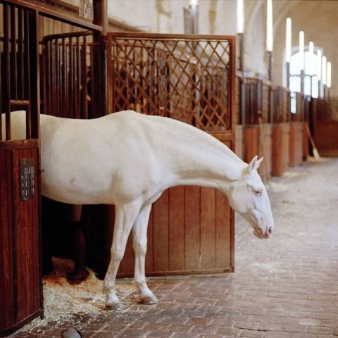Palefrenier(e)-soigneur