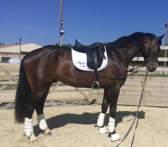 Cheval de sport 