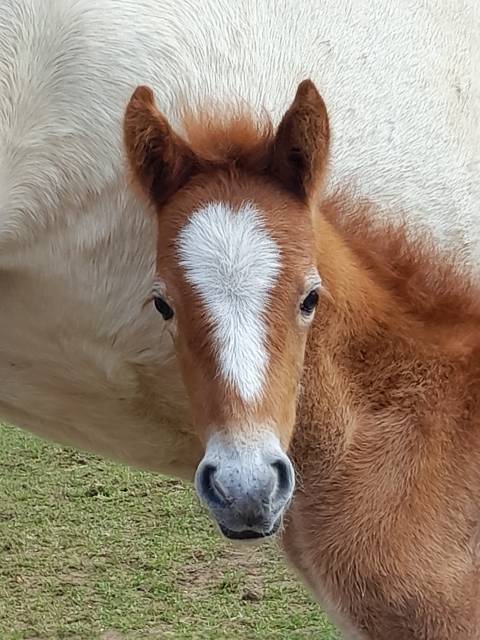 Poulain PP camargue 