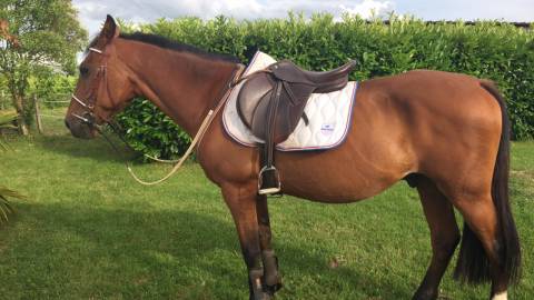 À vendre – Tarzan, hongre ONC, 16 ans 