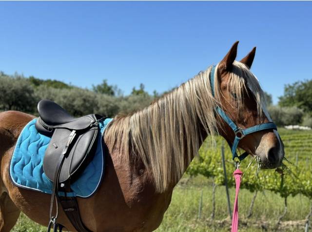 Jeune cheval barbe