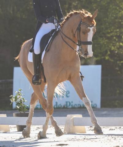 HONGRE 7ANS Idéal amateur