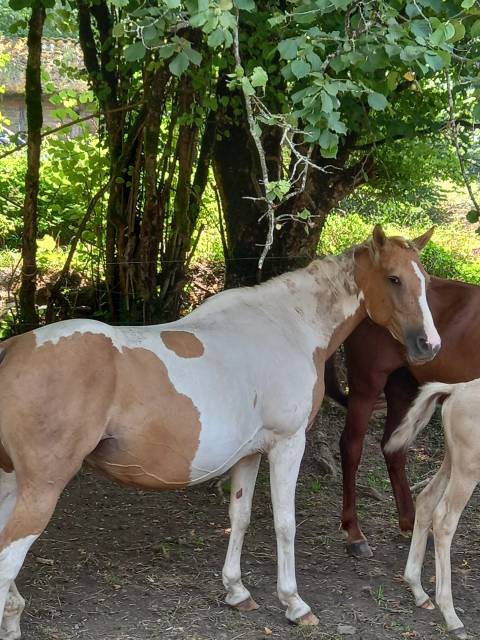 Jument  pie alzane clair tobiano  baisse de prix!!!