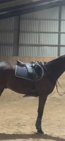 Selle prestige Carisma 17