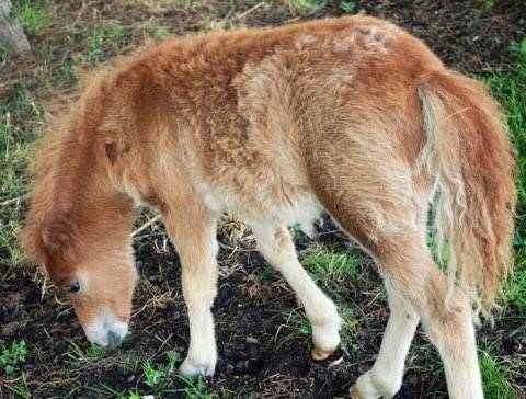 Poney shetland 