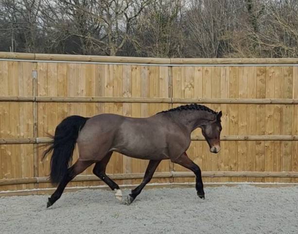 Chic KWPN 6 ans 