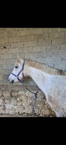 Poney compagnie 