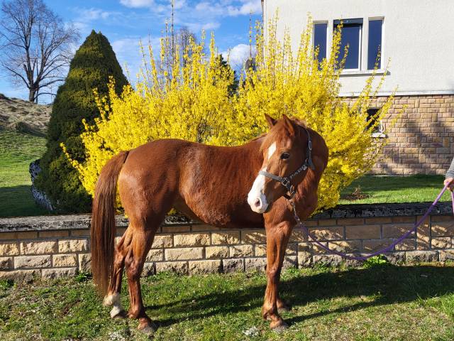 Jument ONC appaloosa