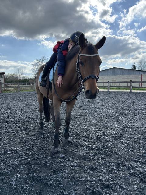 Poney de sport à vendre 