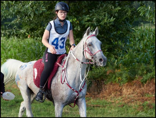 Bridon licol rênes collier de chasse martingale SP Fran