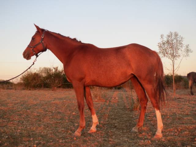 chevaux pur sang arabe et demi sang arabe