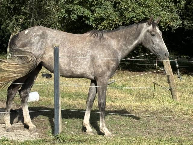 Pouliche SF, 3 ans