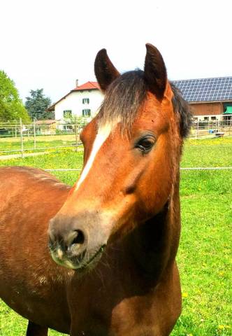 Ponette croisé welsh