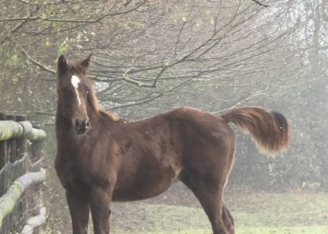 Yearling Selle Français mâle 