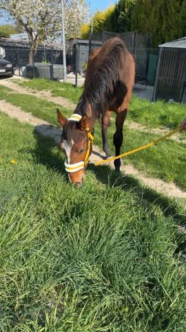 Poulain sf 1 ans 