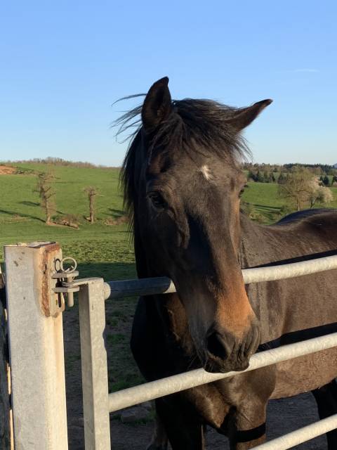 Hongres trotteurs à vendre