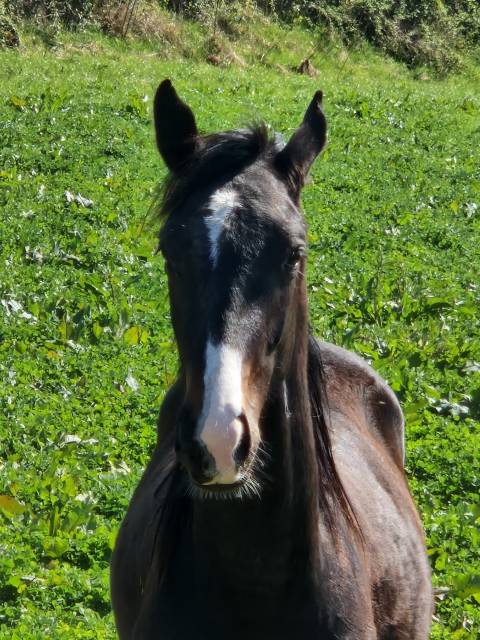 Entier SF 2ans