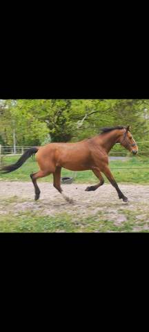 Hongre KWPN 6 ans 