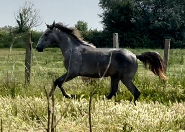 Lusitanien de 2 ans 