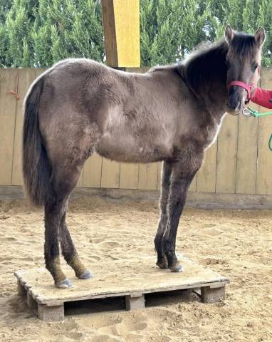 magnifique pouliche QUARTER HORSE GRULLO 2024